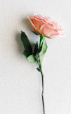 Rose for poem
